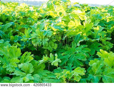 Background Of Thickets Of Hogweed, Leaves Of Hogweed Close-up
