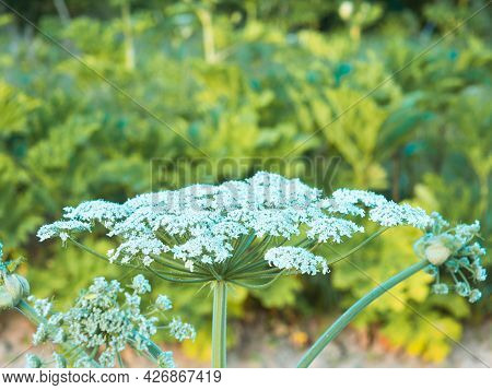 Giant Hogweed, Hogweed Flower Close-up Growing In The Field, Heracleum Manteggazzianum