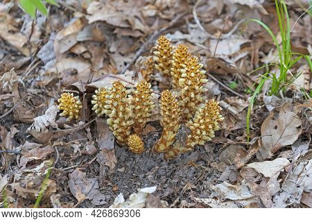 Broomrape Emerging From The Forest Floor In Cuyahoga Valley National Park In Ohio
