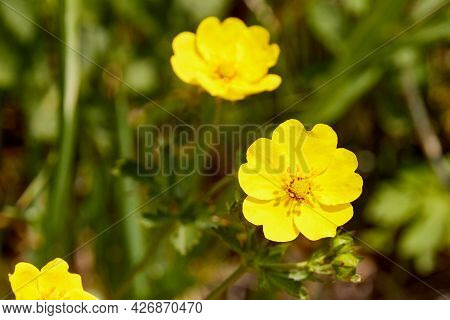 Selective Focus Close-up Of Bulbous Buttercup Flower