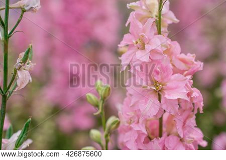 Field Of Colourful Delphinium Flowers In Wick,uk