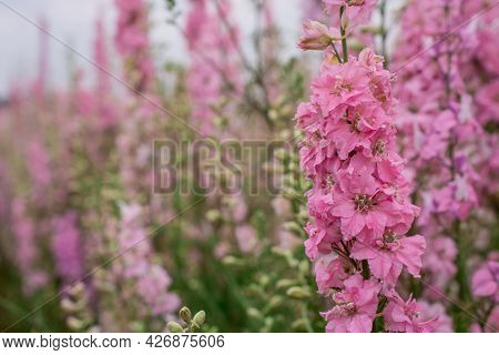 Field Of Colourful Delphinium Flowers In Wick,uk