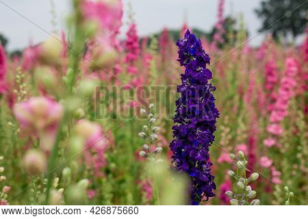 Field Of Colourful Delphinium Flowers In Wick,uk