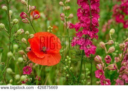 Field Of Colourful Delphinium Flowers In Wick,uk