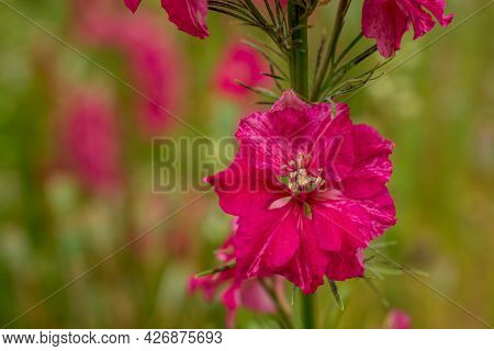 Field Of Colourful Delphinium Flowers In Wick,uk