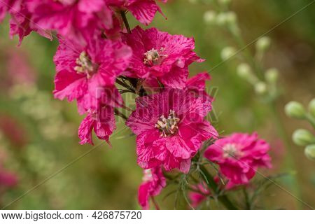 Field Of Colourful Delphinium Flowers In Wick,uk