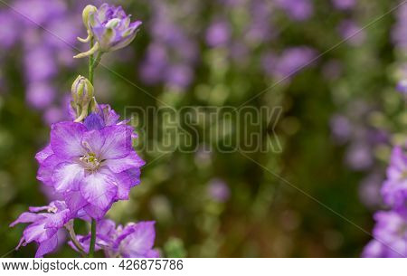 Field Of Colourful Delphinium Flowers In Wick,uk