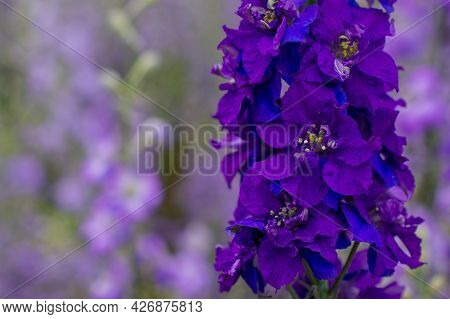 Field Of Colourful Delphinium Flowers In Wick,uk