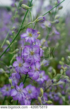 Field Of Colourful Delphinium Flowers In Wick,uk