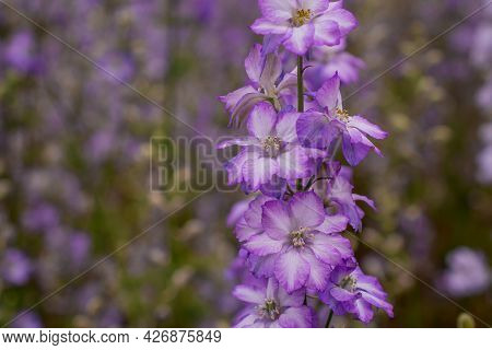 Field Of Colourful Delphinium Flowers In Wick,uk