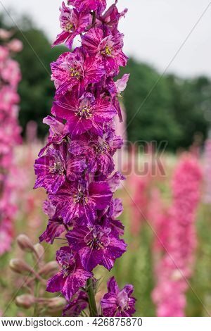 Field Of Colourful Delphinium Flowers In Wick,uk