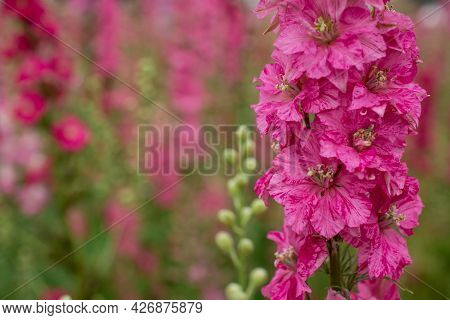 Field Of Colourful Delphinium Flowers In Wick,uk