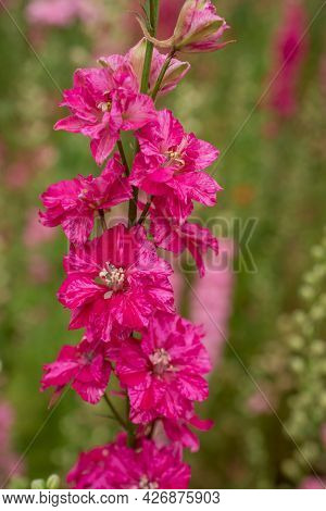 Field Of Colourful Delphinium Flowers In Wick,uk