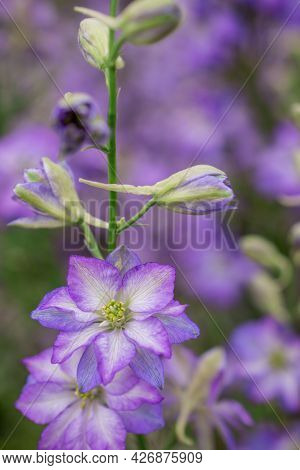 Field Of Colourful Delphinium Flowers In Wick, Pershore, Worcestershire, Uk.