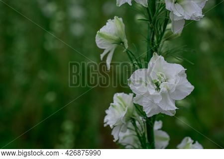 Field Of Colourful Delphinium Flowers In Wick,uk
