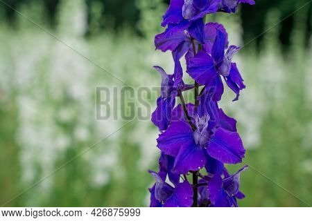 Field Of Colourful Delphinium Flowers In Wick,uk