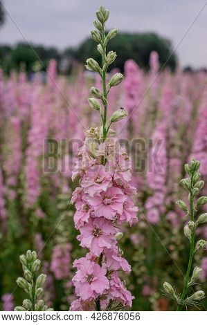 Field Of Colourful Delphinium Flowers In Wick,uk