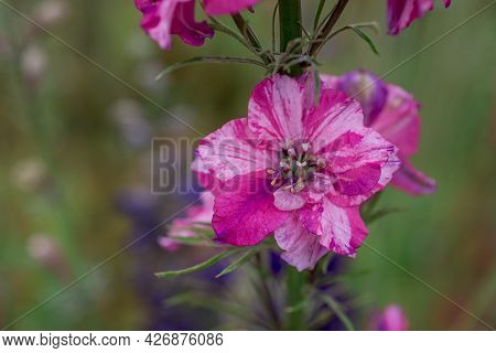 Field Of Colourful Delphinium Flowers In Wick,uk