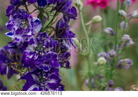 Field Of Colourful Delphinium Flowers In Wick,uk