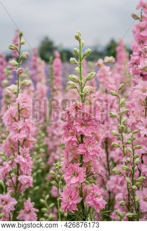 Field Of Colourful Delphinium Flowers In Wick,uk