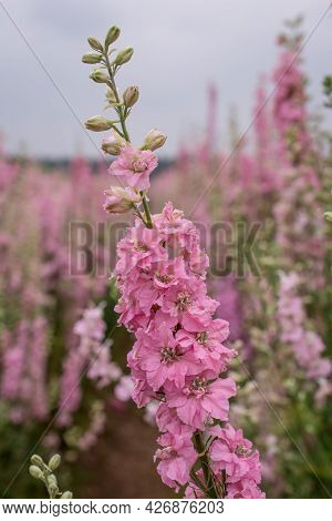 Field Of Colourful Delphinium Flowers In Wick,uk