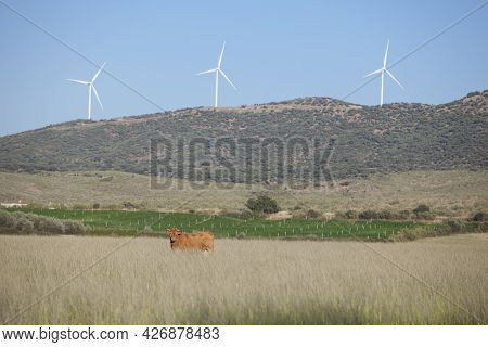 Red Cows Grazing With Electric Wind Turbines At Bottom. Alagon Valley  Countryside. Caceres, Extrema