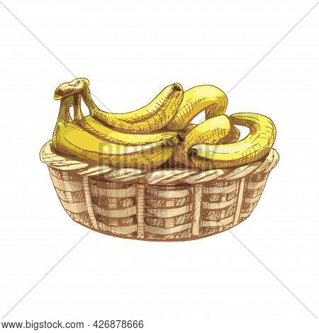 Branch Fresh Banana Fruit In Basket. Vintage Vector Hatching Color Hand Drawn Illustration Isolated 