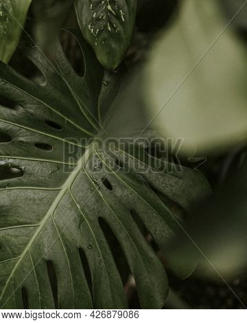 Close up of green split leaf philodendron