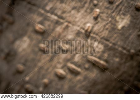 Deciduous Trees. Hard Wood Pimple Outgrowths At Base Outermost Layer Tree Bark Tissue On Surface Ste