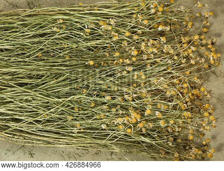 Chamomile. Dry Herbs For Use In Alternative Medicine, Phytotherapy, Spa Or Herbal Cosmetics. Prepari