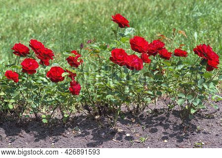 Branched Shoots Of The Omage And Barbara Rose Densely Covered With Shiny Foliage And Crowned With No