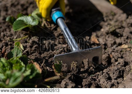A Gardener Spuds Strawberry Beds With A Rake.