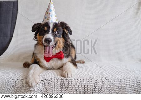 Australian Shepherd Puppy Dog In Party Hat With Bow Tie. Happy Birthday