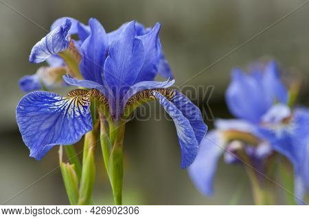 Irideae. Purple Iris Flowers Are Blooming In The Garden. Blue And Purple Flowers In The Garden. Macr