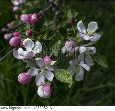 Nectarine Blossom Peach Tree Pink Flowers. Fruit Garden