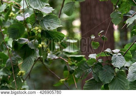 Young Hazelnut, Green Hazelnuts, Grow On A Tree Young Hazelnuts, Hazelnuts, Kobnat. Hazelnut With Le