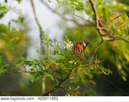 Butterfly Was Drinking Nectar Next To The Wasp Flower Drumstick Tree, Insect Animal
