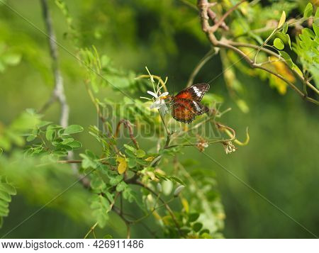 Butterfly Was Drinking Nectar Next To The Wasp Flower Drumstick Tree, Insect Animal