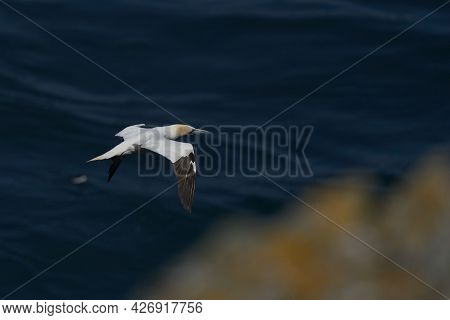 Northern Gannet (morus Bassanus) Flying Along The Coast Of Skomer Island In Pembrokeshire, Wales, Un