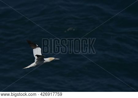 Northern Gannet (morus Bassanus) Flying Along The Coast Of Skomer Island In Pembrokeshire, Wales, Un