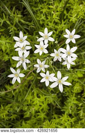 White Ornithogalum Flowers Closeup (star Of Bethlehem).