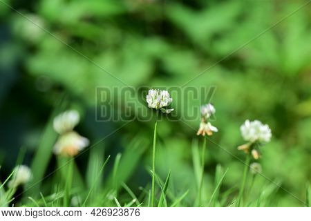 White Clover Blossoms Against A Green Blurred Background