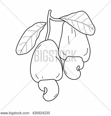 Cashew Sketch Isolated On White Background. Cashew Illustration.