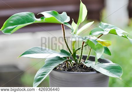 Philodendron Pedatum, Philodendron Plant In The Flower Pot