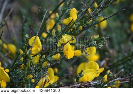 Flowering Yellow Irish Broom Bush On A Spring Day.