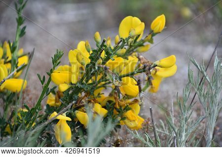 Yellow Scottish Broom Bush Flowering And Blooming In A Garden.