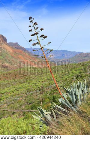 Gran Canaria Landscape - Mountain Landscape Of Fataga Gorge. Agave Blooming At Viewpoint Of Degollad