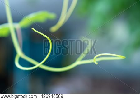 A Vine On A Blurry Garden Background
