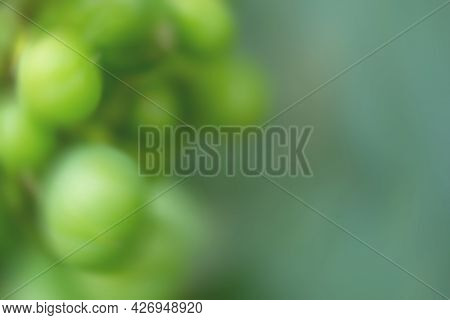 Background With A Defocused Image Of Grapes In Shades Of Green