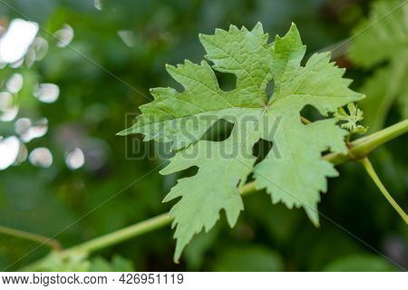 Green Grape Leaf On The Garden On The Background Of Foliage.